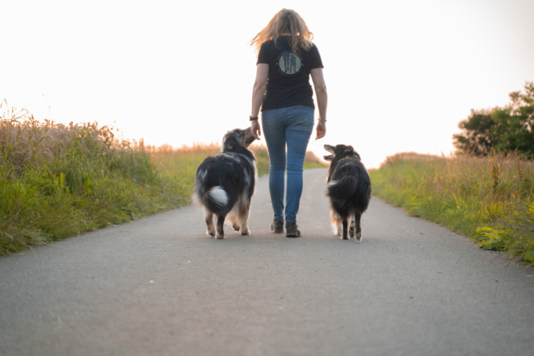 Frau von hinten geht auf einem asphaltierten Feldweg zwischen zwei Australian Shepherds ohne Leine