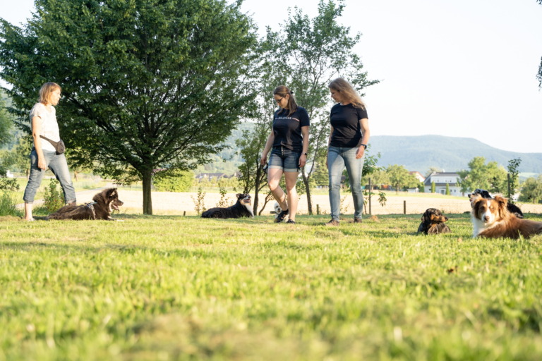 Drei Frauen stehen auf einer weiten Wiese, um sie herum liegen mehrere Hunde mit Abstand zueinander im Gras