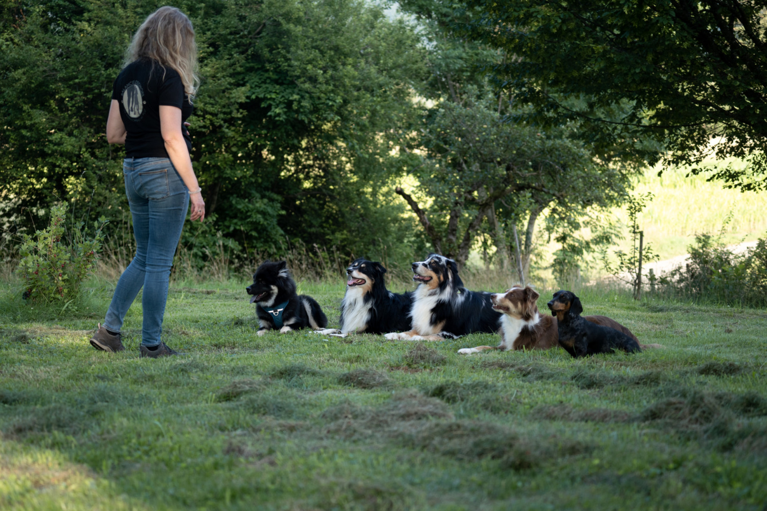Frau von hinten steht auf einer Wiese, vor ihr liegen fünf Hunde nebeneinander im Gras und blicken zu ihr