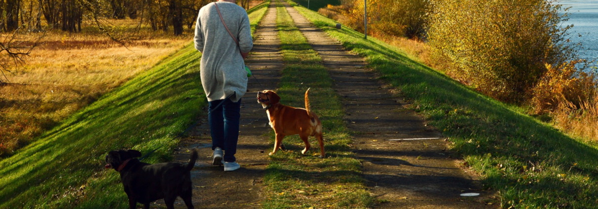 Person von hinten auf einem Weg am Wasser, zwei freilaufende Hunde begleiten sie im Herbstlicht