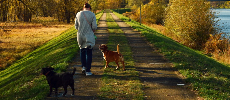 Person von hinten auf einem Weg am Wasser, zwei freilaufende Hunde begleiten sie im Herbstlicht