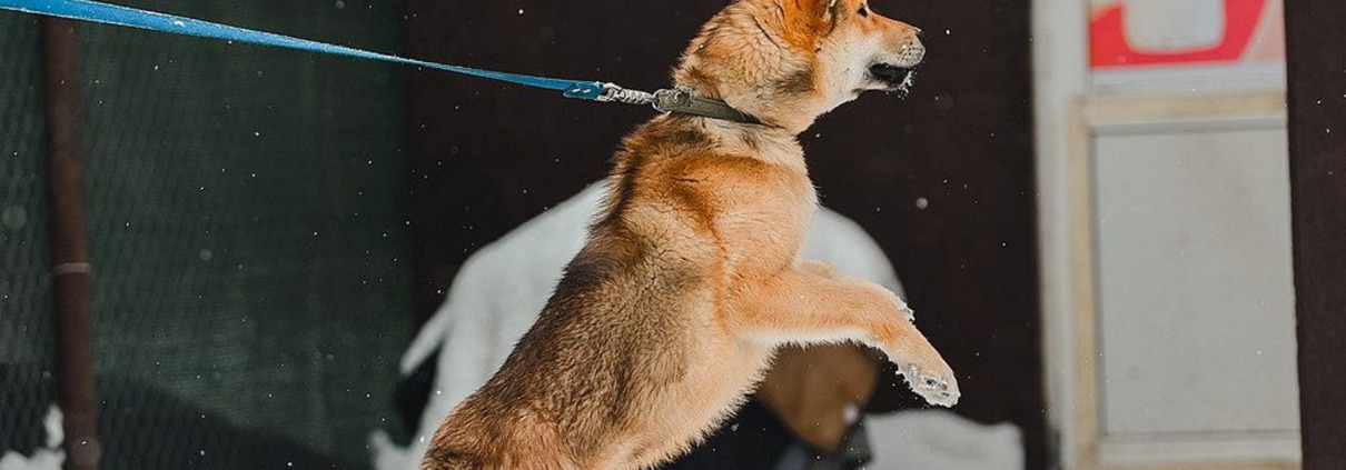 Rotbrauner Hund vom Shiba-Typ springt an blauer Leine an einer Hauswand hoch