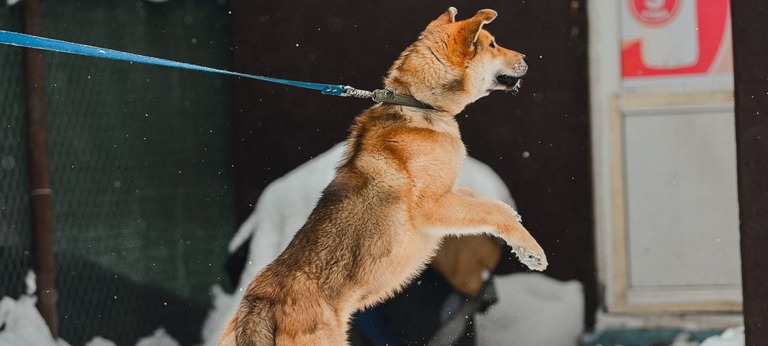 Rotbrauner Hund vom Shiba-Typ springt an blauer Leine an einer Hauswand hoch