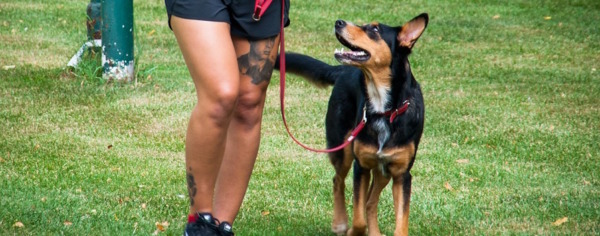 Mensch läuft mit seinem Hund einen Rally Obedience Parcour ab