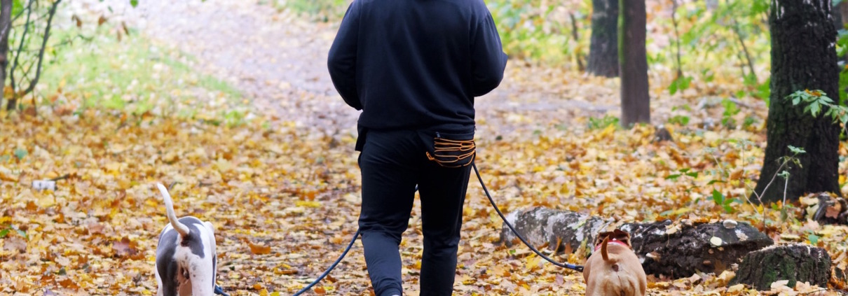 Mann von hinten geht mit zwei angeleinten Hunden über einen mit Herbstlaub bedeckten Weg