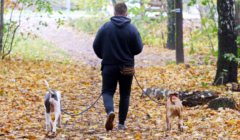 Mann von hinten geht mit zwei angeleinten Hunden über einen mit Herbstlaub bedeckten Weg