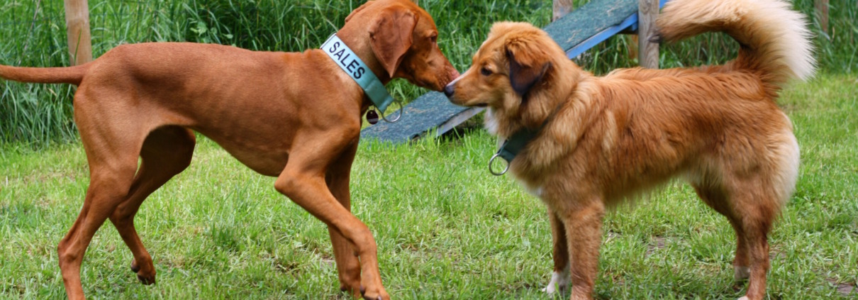 Zwei rotbraune Hunde stehen sich auf einer Wiese gegenüber und beschnuppern sich Nase an Nase