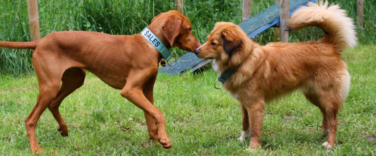 Zwei rotbraune Hunde stehen sich auf einer Wiese gegenüber und beschnuppern sich Nase an Nase