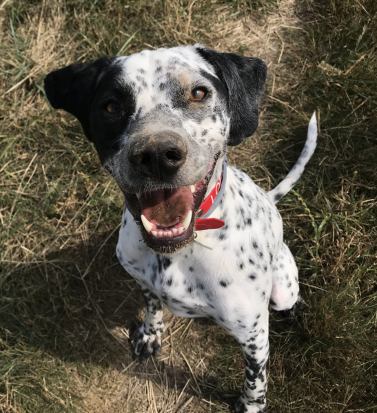 junger Hund der aufmerksamvor dem Halter sitzt und in anschaut, Hundetraining Balanced Dogwork in Eningen, Reutlingen