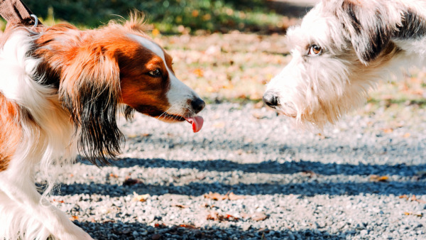 Eine Gruppe Menschen mit ihren Hunden gehen spazieren