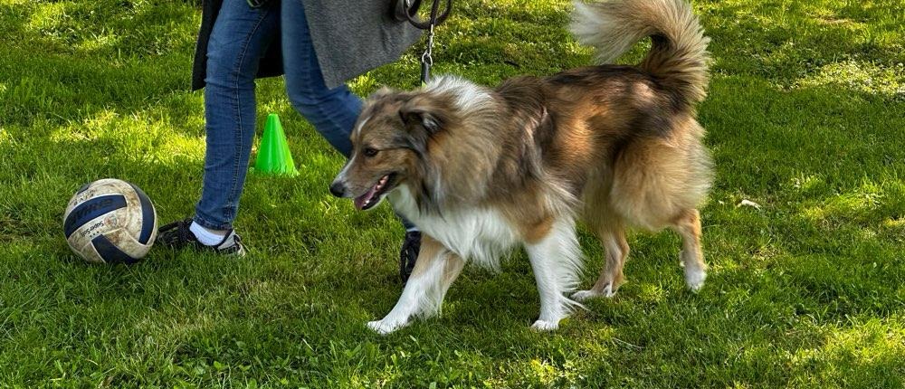 Hund lernt Impulskontrolle, er läuft an der Leine neben seinem Halter während dieser Ball spielt, Hundetraining Balanced Dogwork in Eningen, Reutlingen