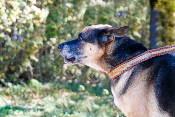 Eine Gruppe Menschen mit ihren Hunden gehen spazieren