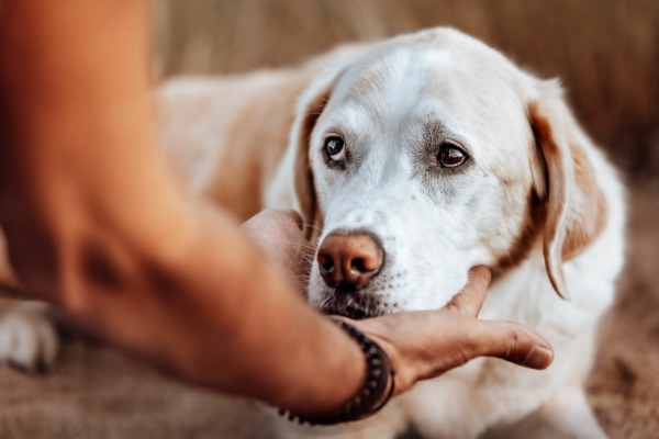 Vertrauen, Zuneigung von Mensch zu Hund, Hundetraining Balanced Dogwork in Eningen, Reutlingen