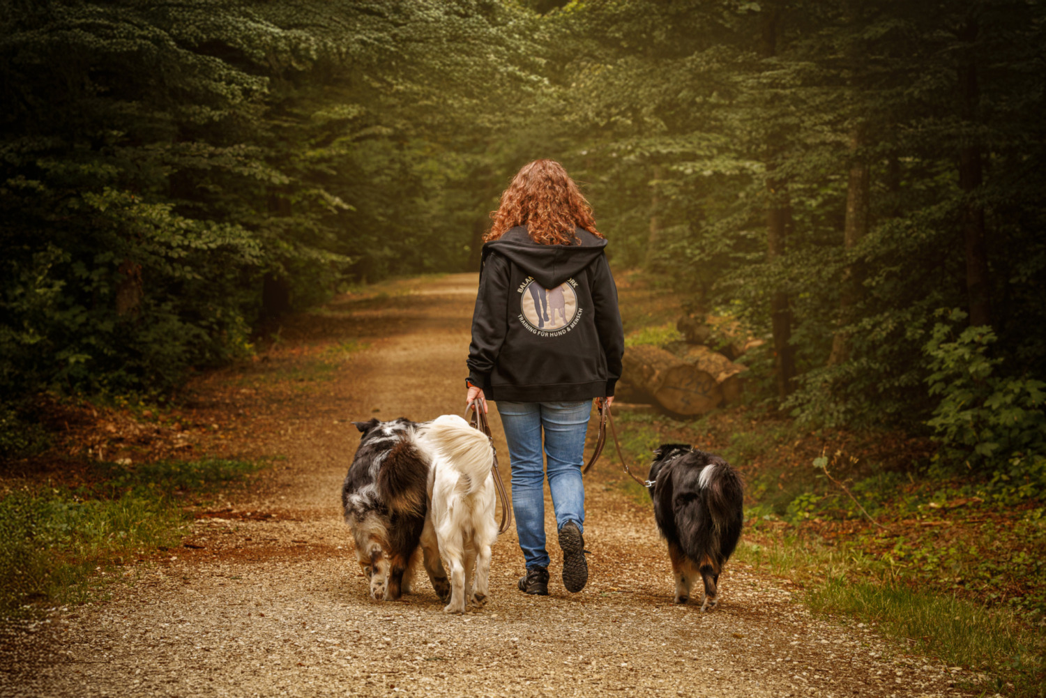 Frau von hinten auf einem breiten Waldweg, links neben ihr zwei Hunde, rechts ein schwarz-weißer Aussie
