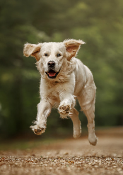 Halterin trainiert mit ihrem Hund das Stopsignal