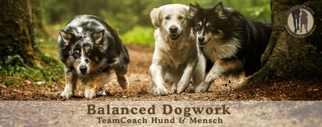 Balanced Dogwork Teamcoach