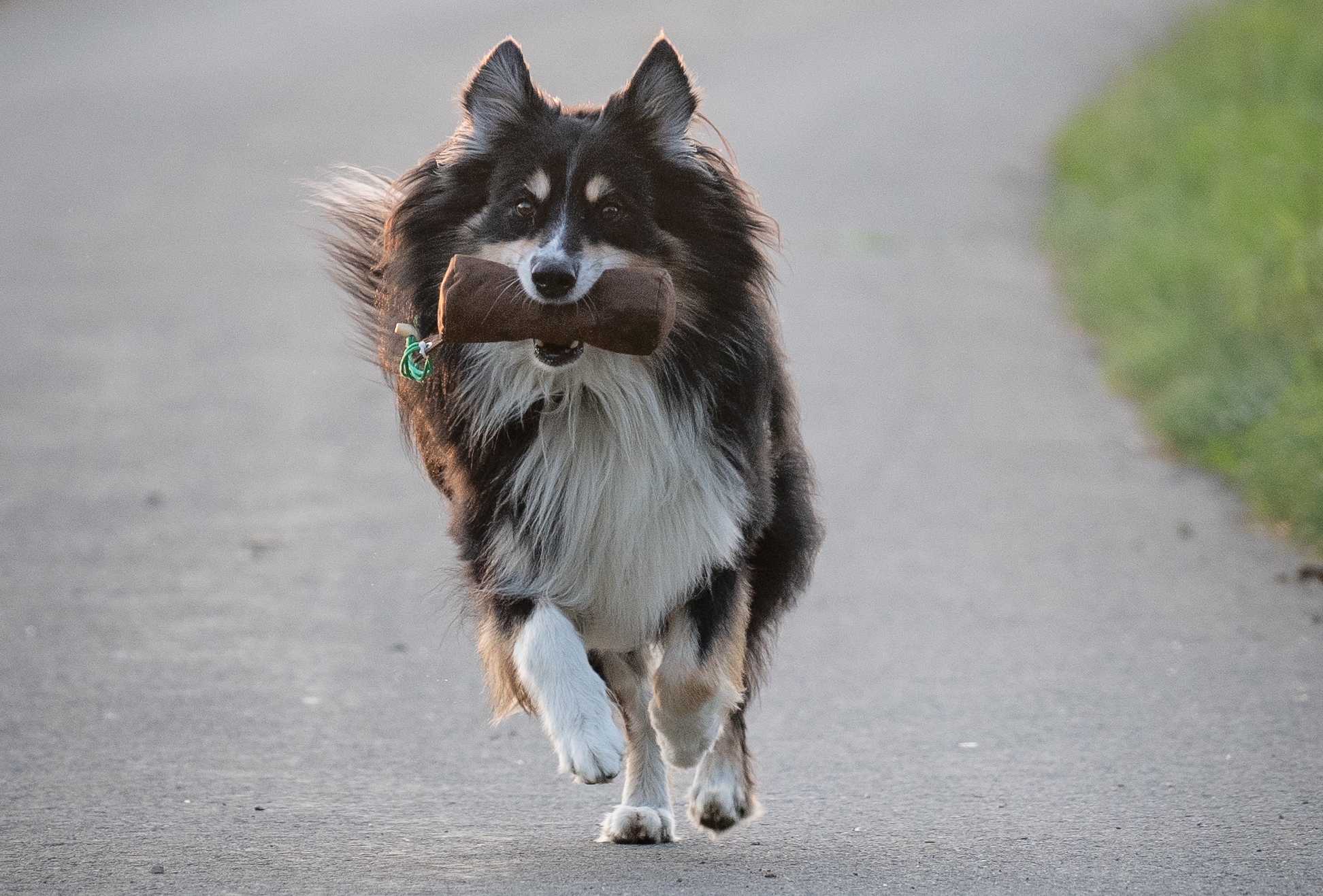 Inhaberin der Hundeschule Balanced Dogwork knieend zwischen ihren beiden Hunden, die links und rechts von ihr auf einem Stuhl liegen