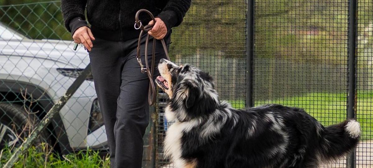 Hundetraining auf dem Trainingsplatz